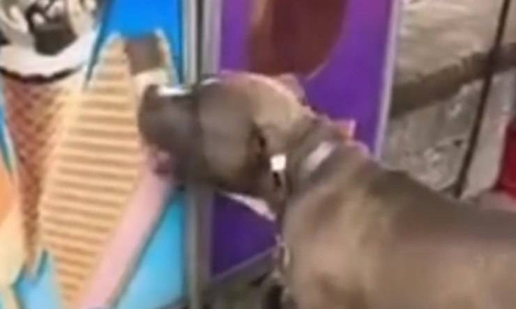 il cane golosone (Foto video Instagram)