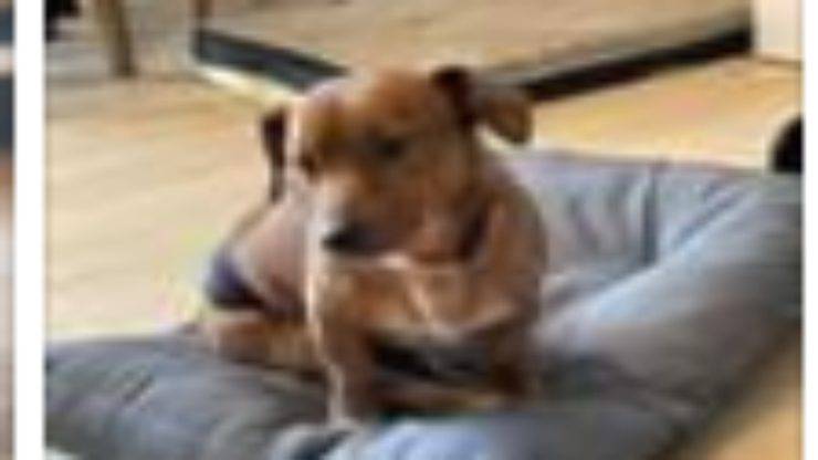 Il cagnolino Space (Foto Facebook)