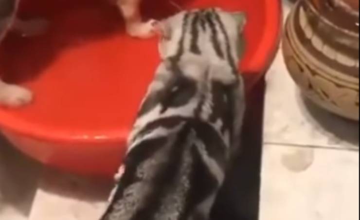 il gatto dispettoso (Foto video Instagram)