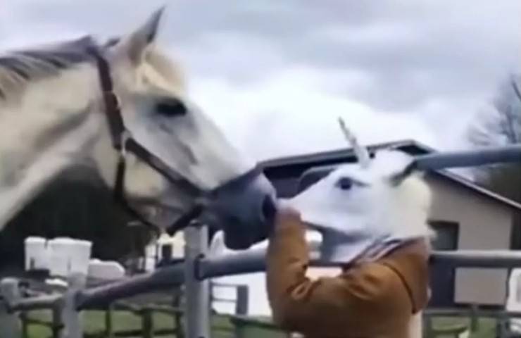 ragazza spaventa animale equino fugge impaurito