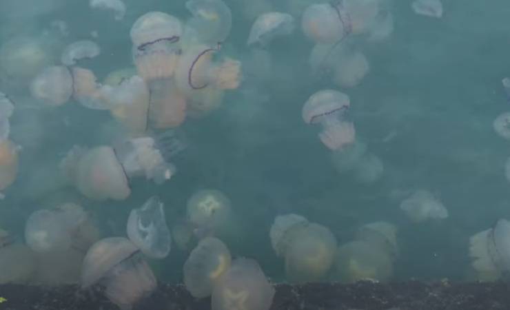 meduse porto trieste
