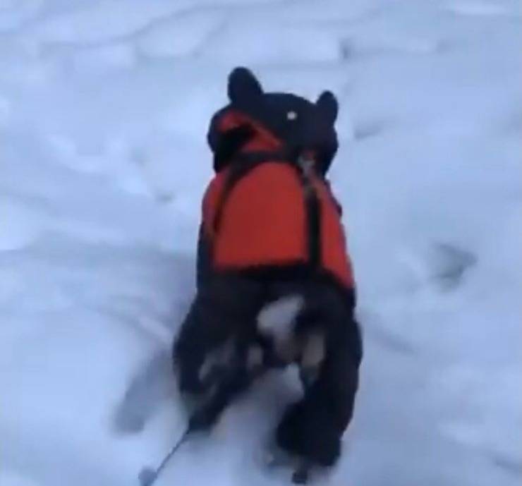 Chichik felice della sua vita (Screen video Youtube Animal Shelter)