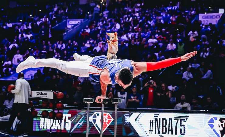 chihuahua e acrobazie