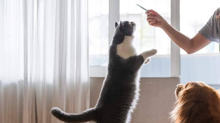 Come addestrare il gatto con il Clicker