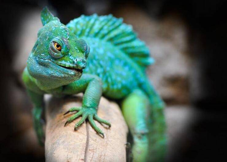 Il nuovo enigma della lucertola verde riesci a risolverlo nel tempo stabilito?