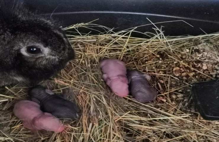 coniglia incastrata cofano auto partorisce cuccioli