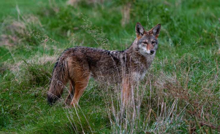 coyote salvato