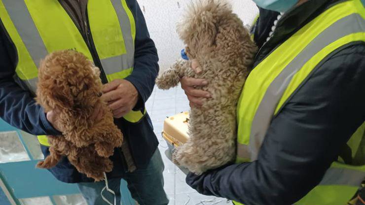 cani salvati napoli