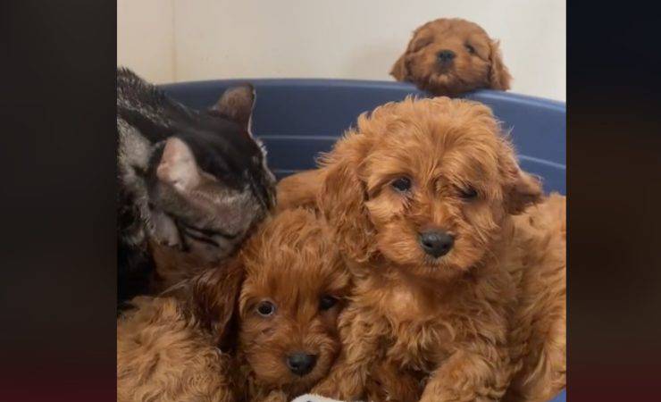 Cuccioli di cane con la loro mamma adottiva
