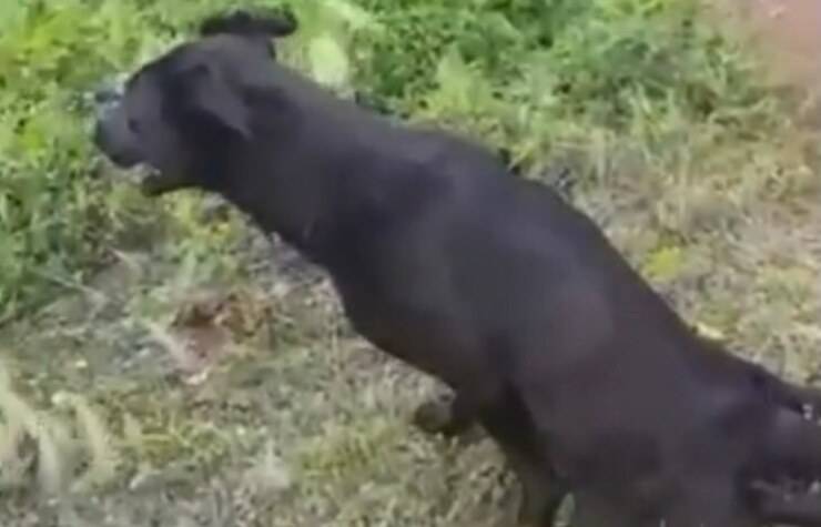Cucciolo (Screen video Youtube Animal Shelter)