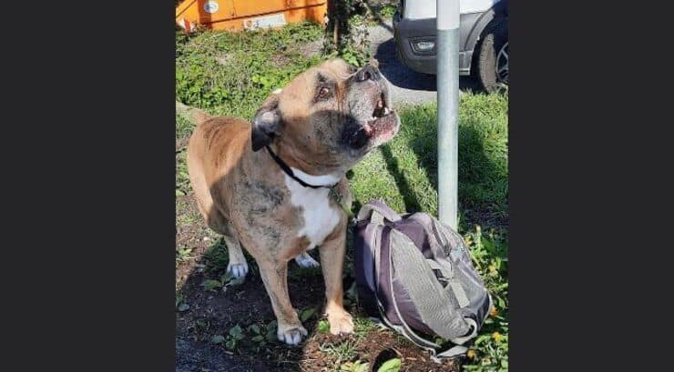 Cucciolo abbandonato per sbaglio (Screen Facebook)
