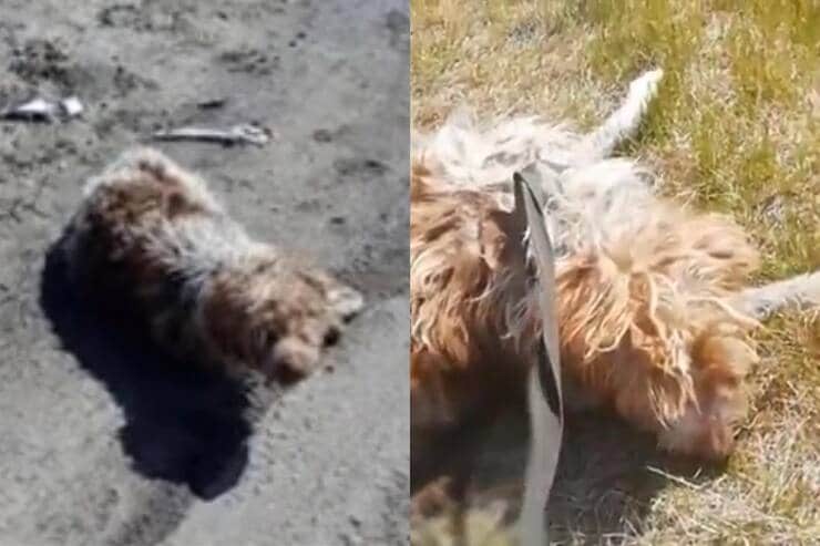 Cucciolo anziano lasciato in strada (Screen video)
