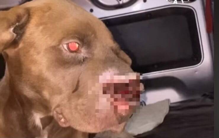 Cucciolo appena trovato (Screen video Facebook Proyecto 4 Patas)
