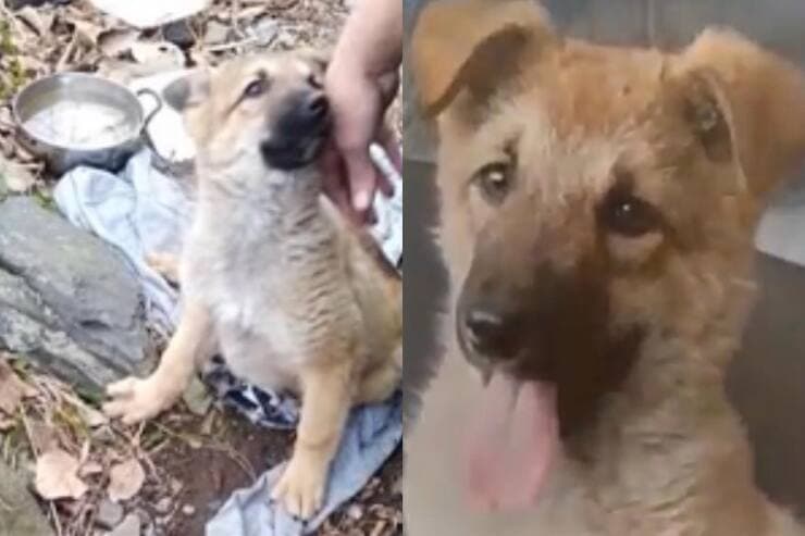 Cucciolo appena trovato (Screen video)