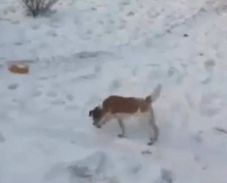 Cucciolo felice (Screen video Youtube Animal Shelter)