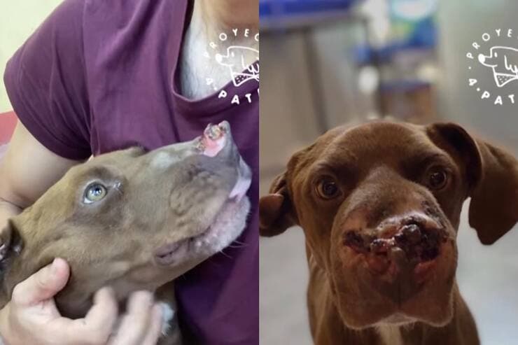 Cucciolo finalmente amato (Screen video Facebook Proyecto 4 Patas)