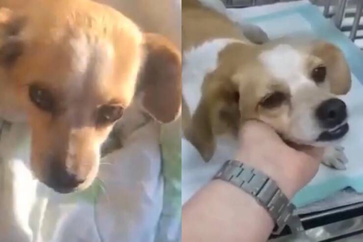 Cucciolo voleva solo dl cibo ma riceve un proiettile (Screen video Youtube Animal Shelter)