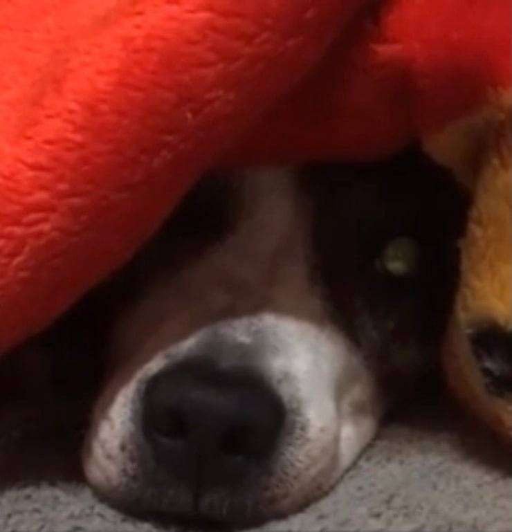 Eva (Screen video Youtube Animal Shelter)