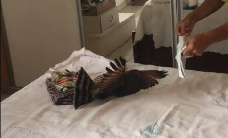 falco tik tok video