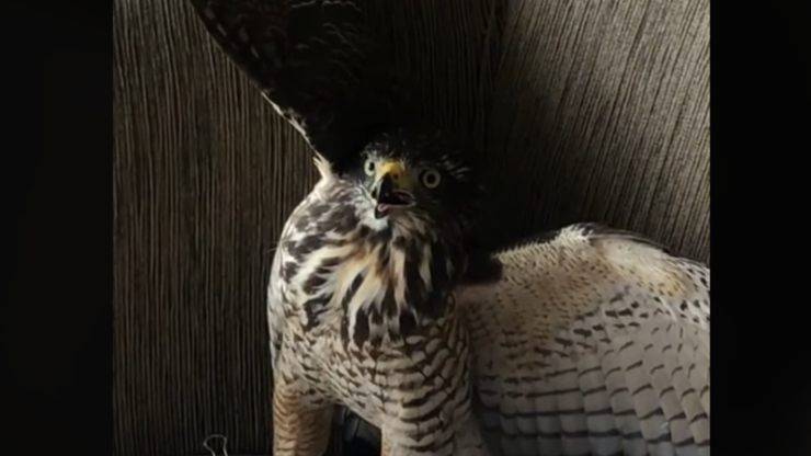 falco entra in casa video