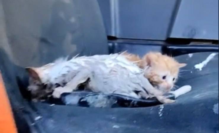 gatti trovati nella spazzatura