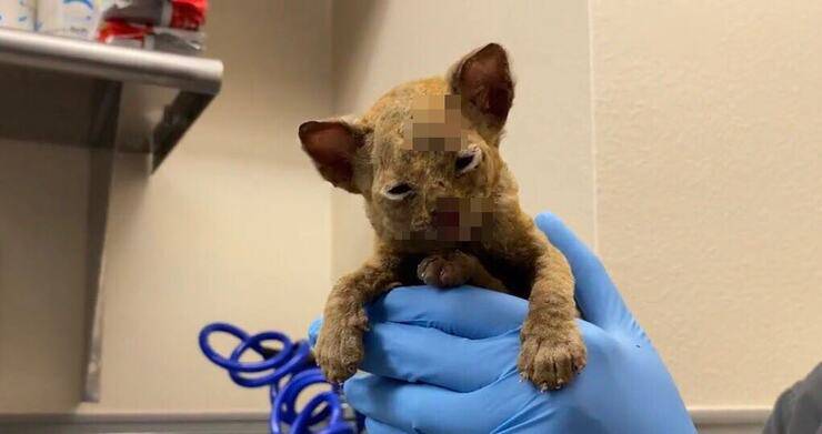 Gattino appena trovato (Screen video Twitter Animal Foundation)
