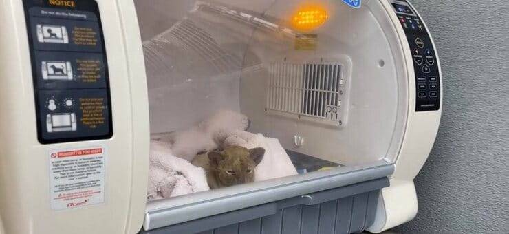 Gattino durante le cure (Screen video Twitter Animal Foundation)