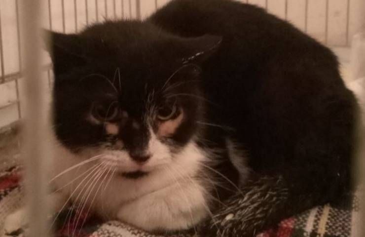 felino randagio in pericolo salvato OIPA Catania