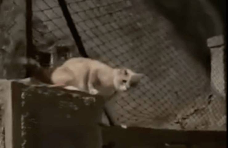 felino bloccato rete metallica Ancona