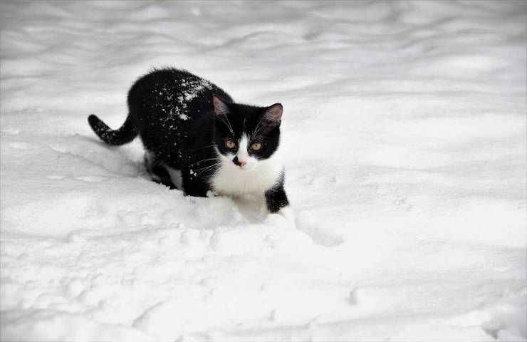 felino incastrato cofano macchina in corsa