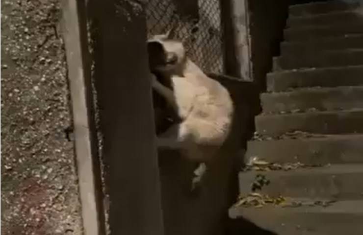 gatto rischia vita causa suo collare video