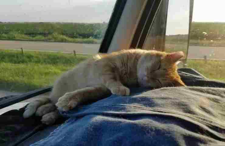 Gatto ferito salvato dal camionista