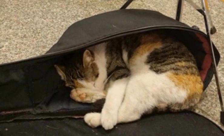 gatto si addormenta ascoltando la musica