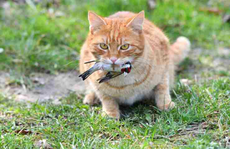gatti in casa a causa di uccello raro
