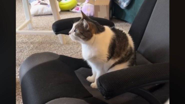 gatto ama i cartoni video