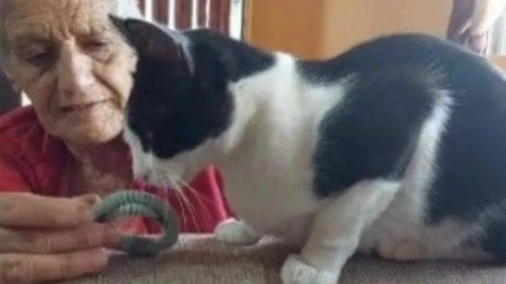 gatto video tik tok
