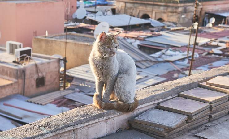 Gatto randagio salvato modena