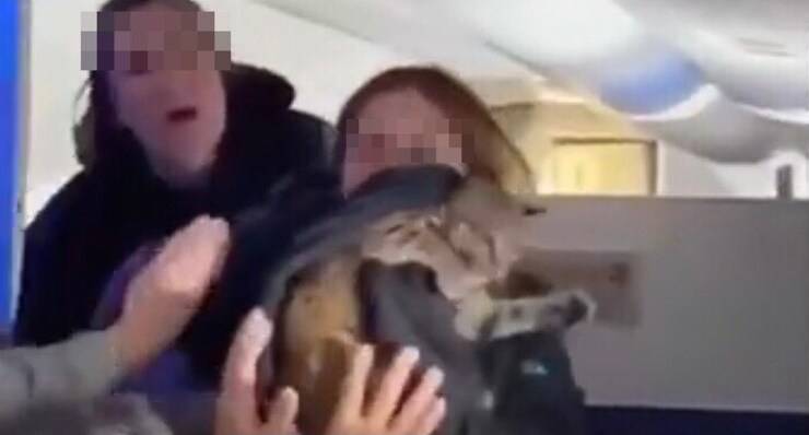 Gatto spaventato sul volo (Screen video)