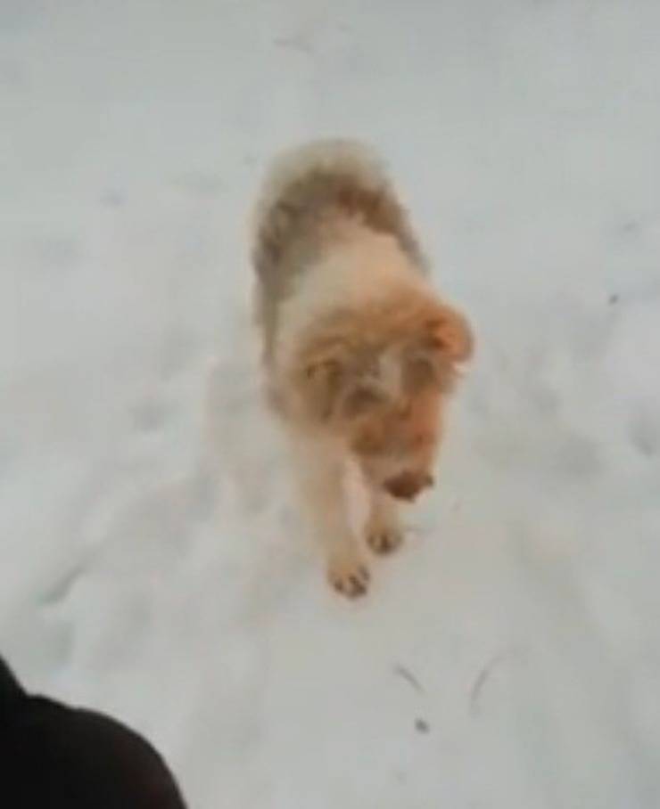 Harry (Screen video)
