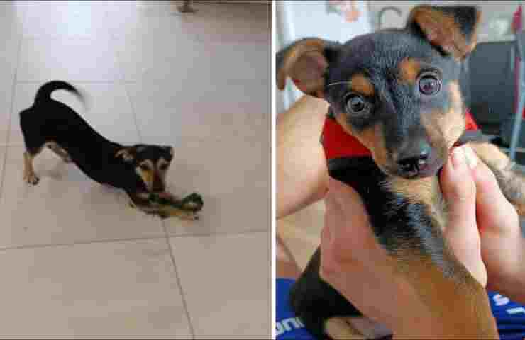 Coco cane argentino deportato
