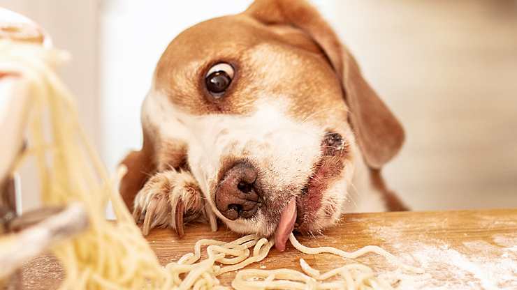 Il cane sa come non farsi scoprire