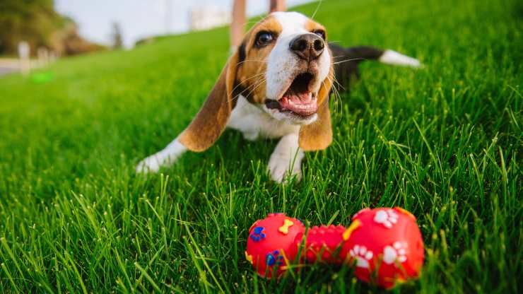 Insegnare al cane quando il gioco è finito
