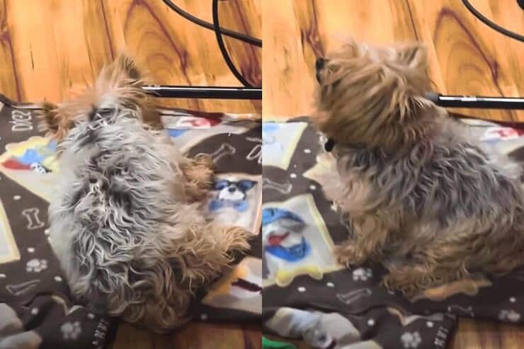 La reazione differente del cucciolo (Screen video)