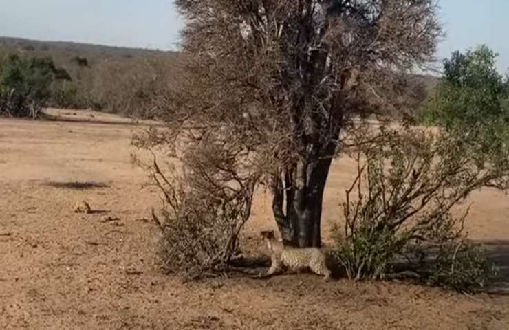 scimmia leopardo giocano insieme stupisce web video