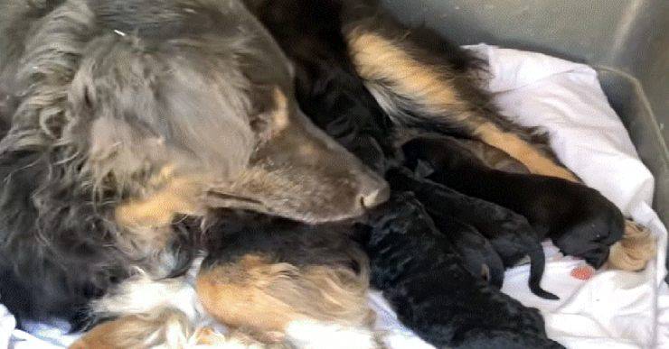 cane cuccioli video