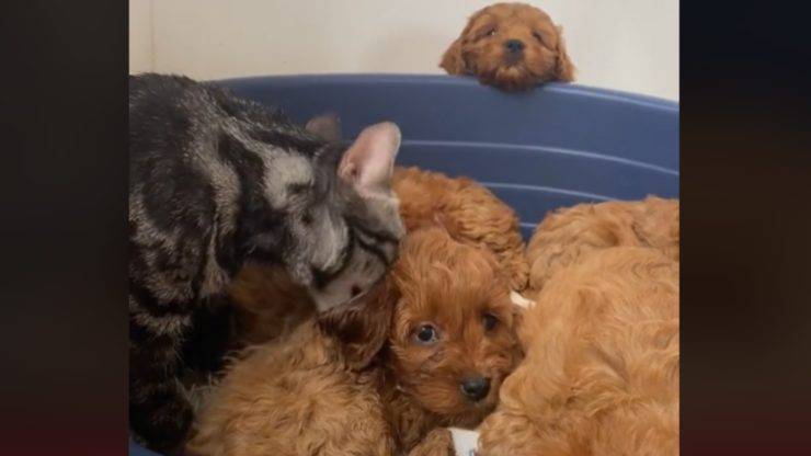 gatto fa da mamma a cani