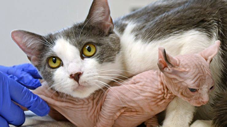 gatto adottato da mamma gatta