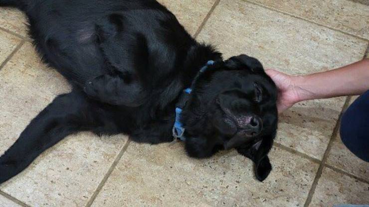 cane salva donna abbaiando