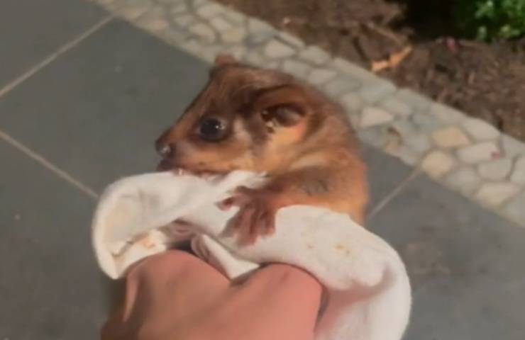 cucciolo opossum salvato cane proprietaria