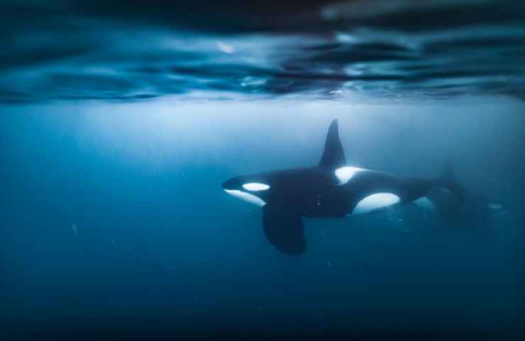 orca smarrita nuota nella Senna 